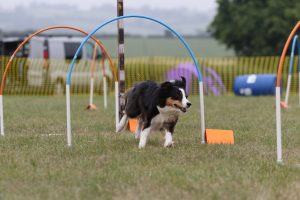 Dog running through hoops